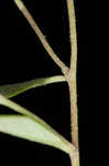 Pine barren frostweed